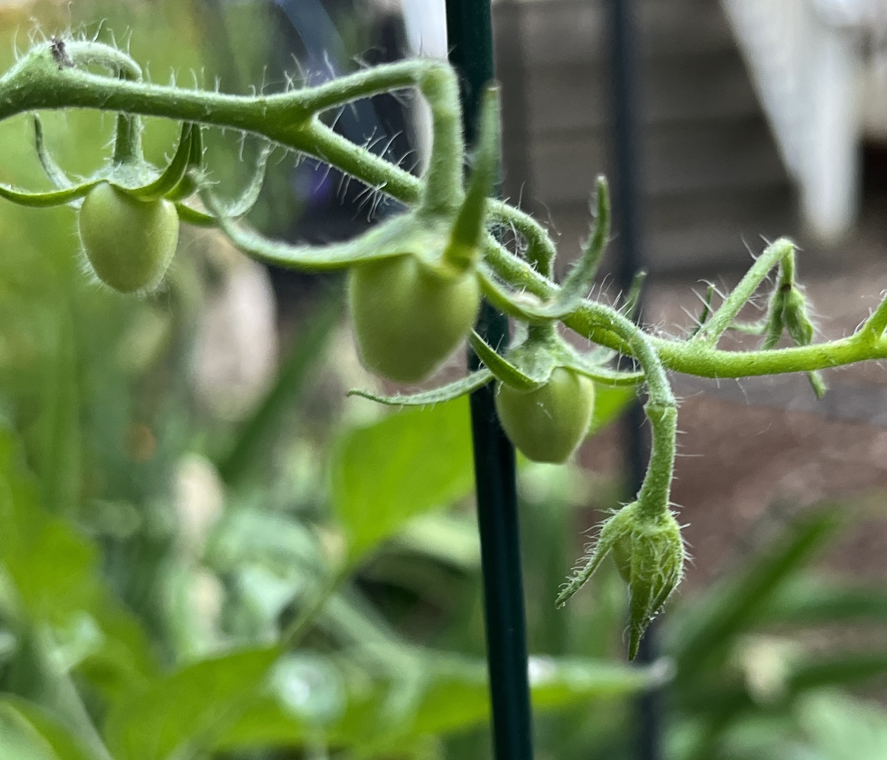 Tiny Tomatoes - June 2025